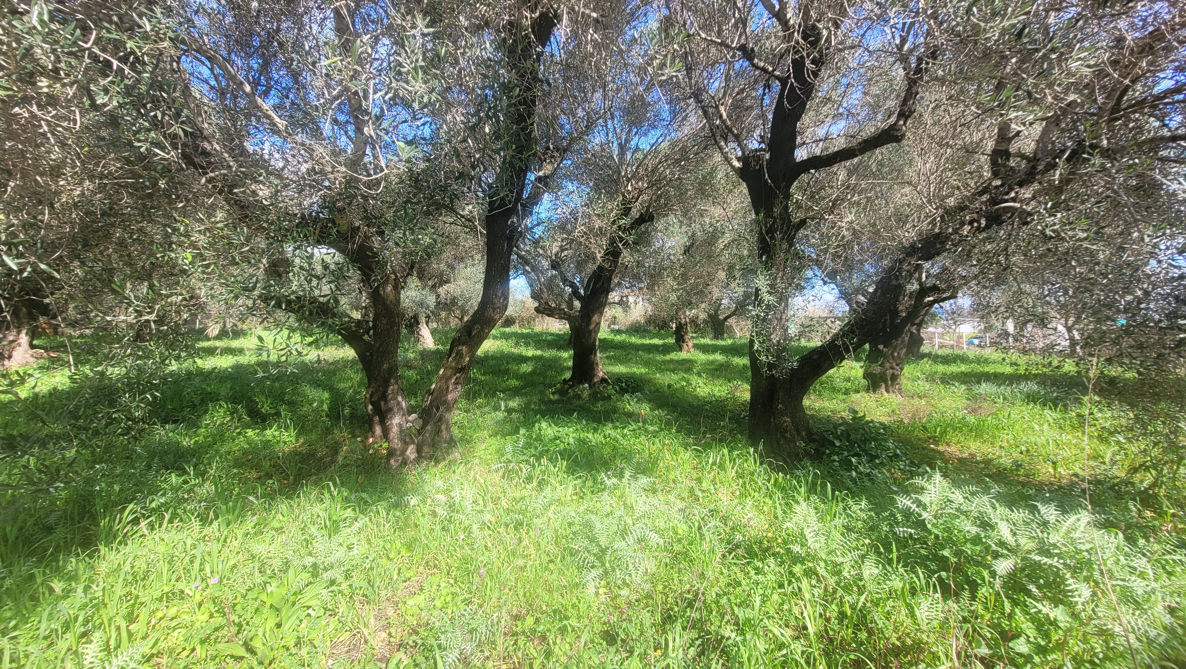 Οικόπεδο στην Μελιτειέοι, Κέρκυρα — Φωτογραφία 2 από 4