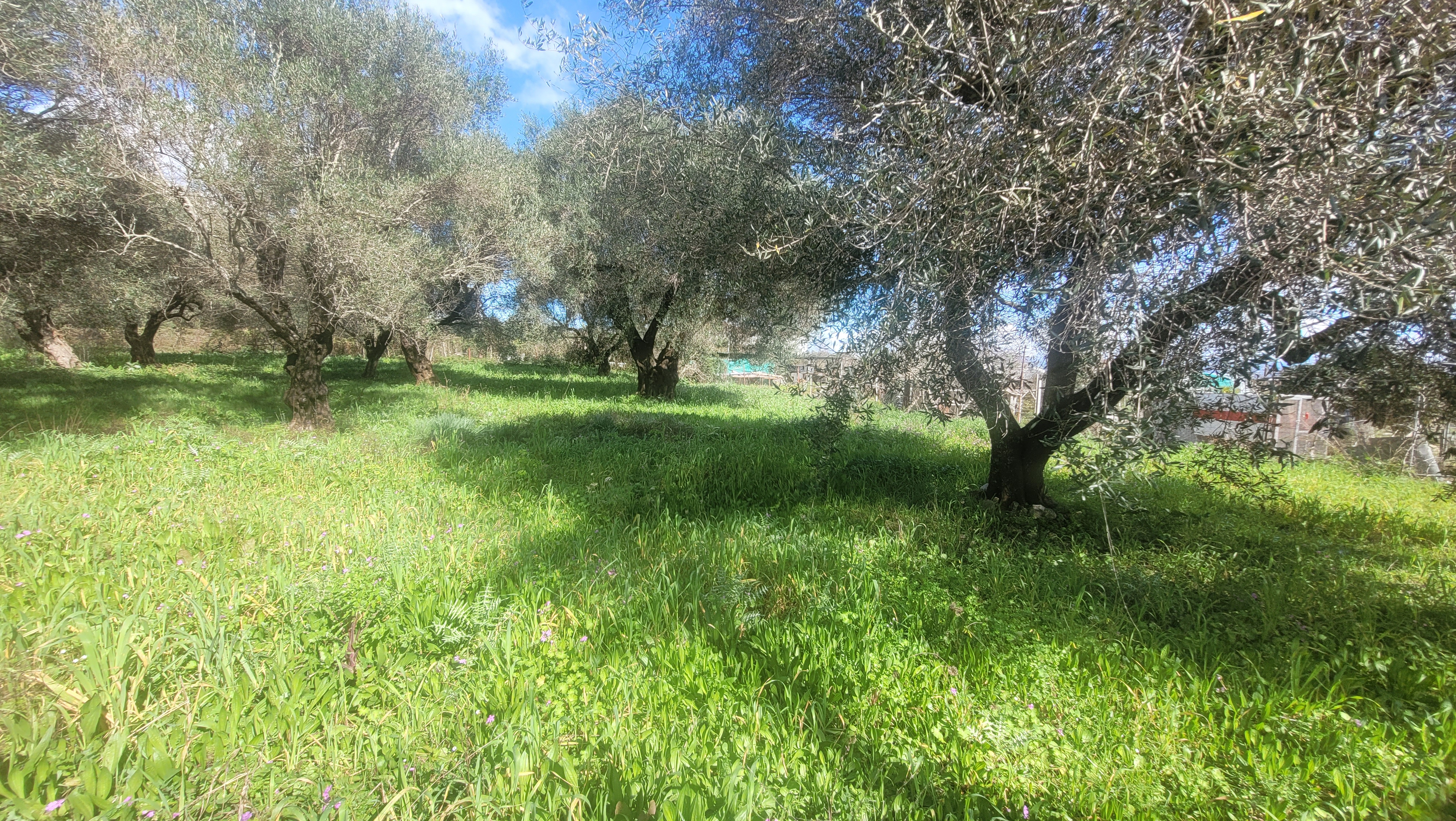 Οικόπεδο στην Μελιτειέοι, Κέρκυρα — Φωτογραφία 3 από 4