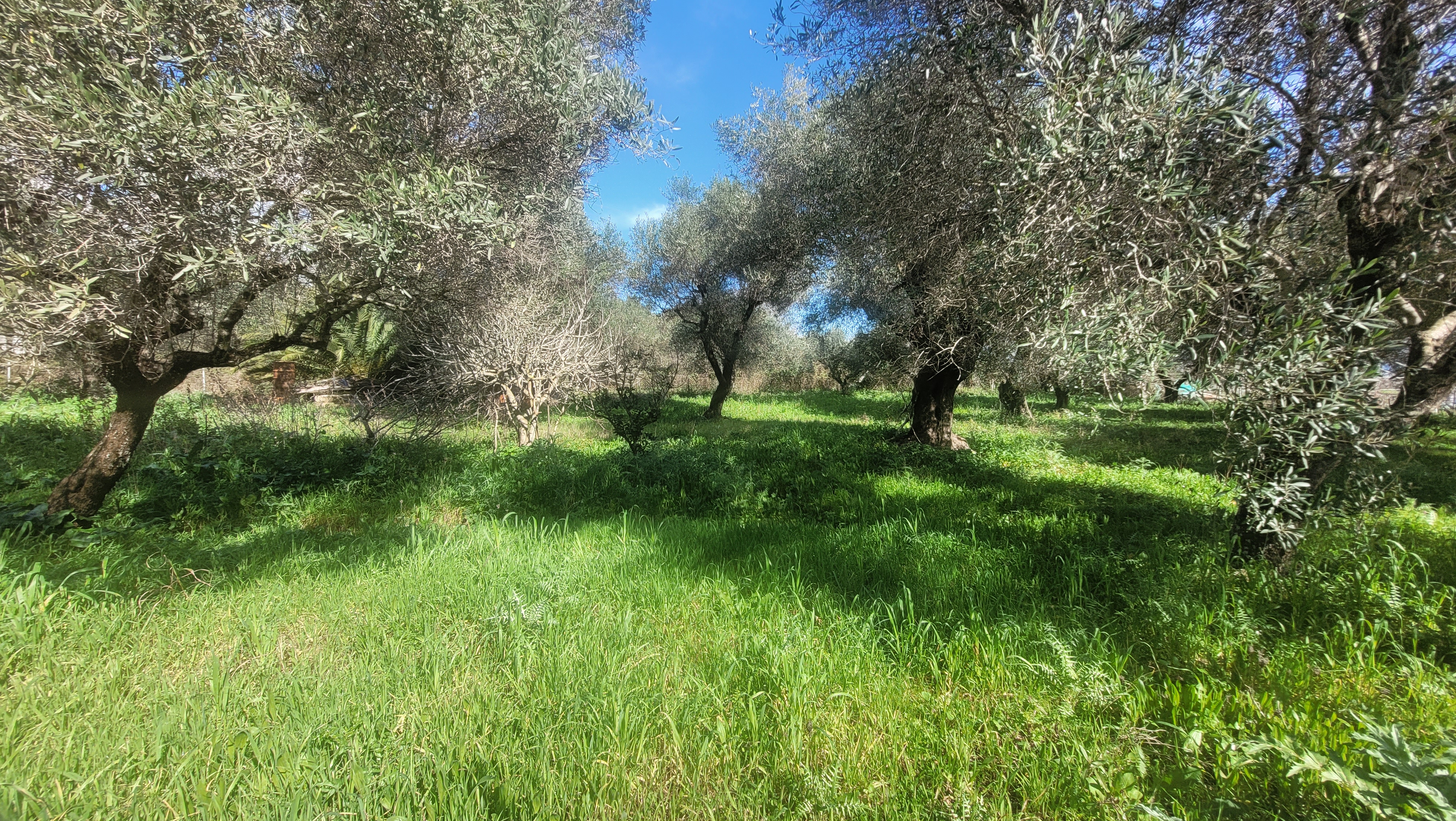 Οικόπεδο στην Μελιτειέοι, Κέρκυρα — Φωτογραφία 4 από 4