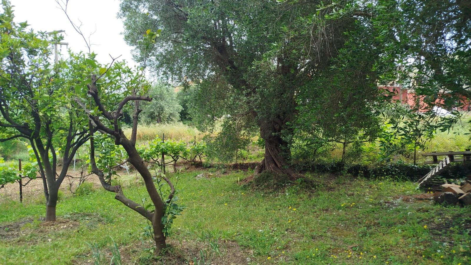Οικόπεδο στην Αχίλλειο, Κέρκυρα — Φωτογραφία 4 από 7