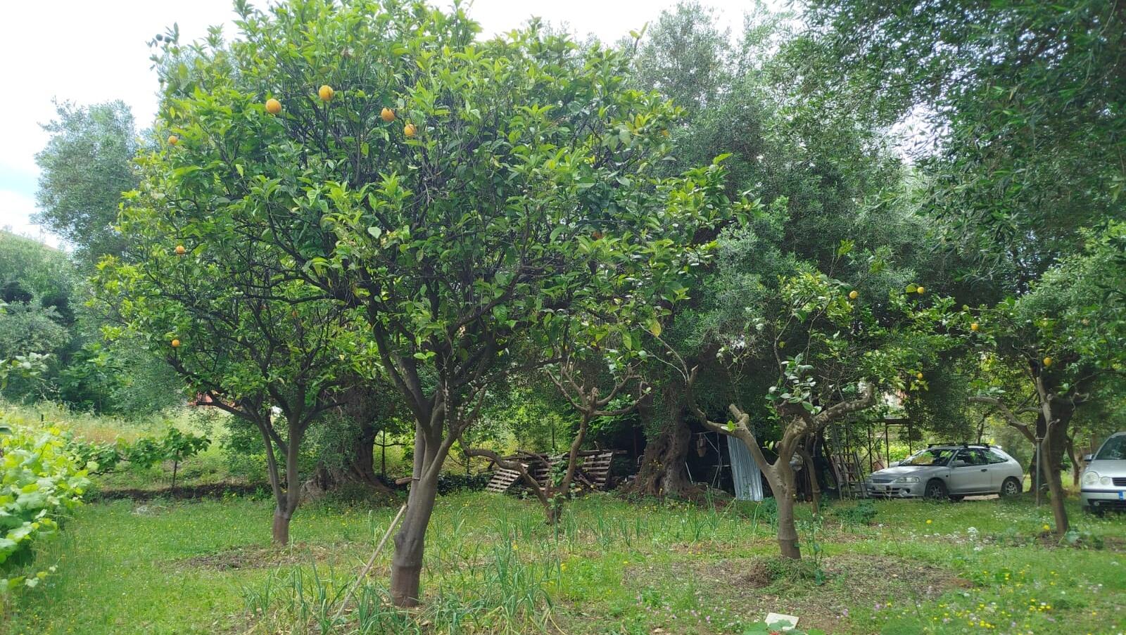 Οικόπεδο στην Αχίλλειο, Κέρκυρα — Φωτογραφία 6 από 7