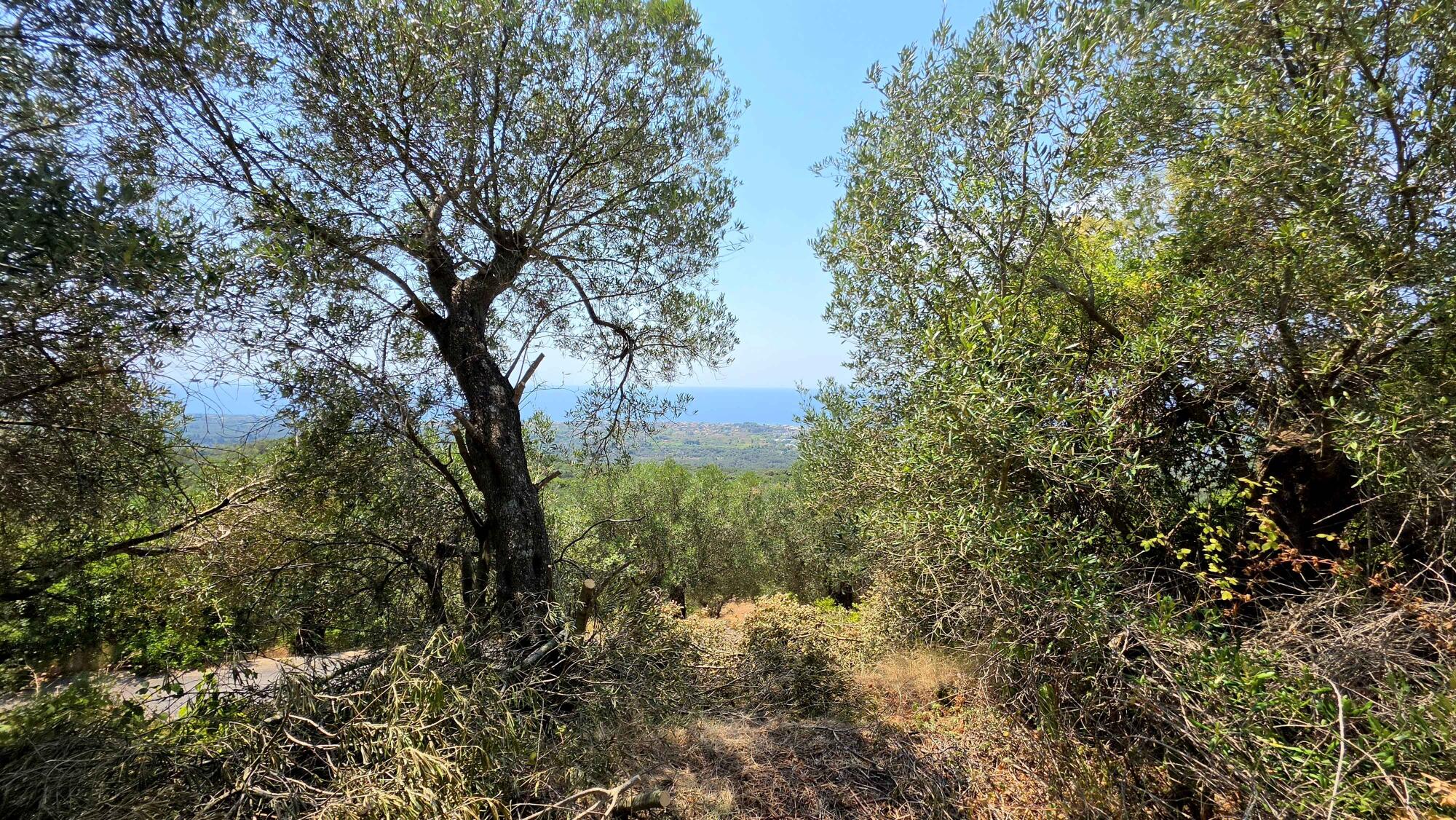 Οικόπεδο στην Βασιλάτικα, Κέρκυρα — Φωτογραφία 2 από 5