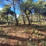 View of pine-covered terrain within one of the plots, ideal for residential development.