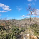 View over the forest landscape near the plots, emphasizing tranquility and atmosphere.