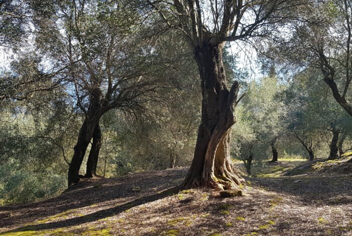 Olive trees on large plot for sale in Boukari Corfu
