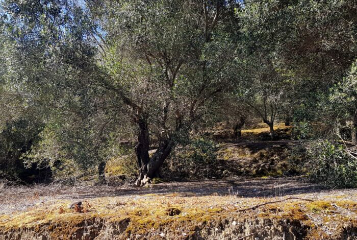 Mature olive trees on buildable plot in Boukari Corfu countryside