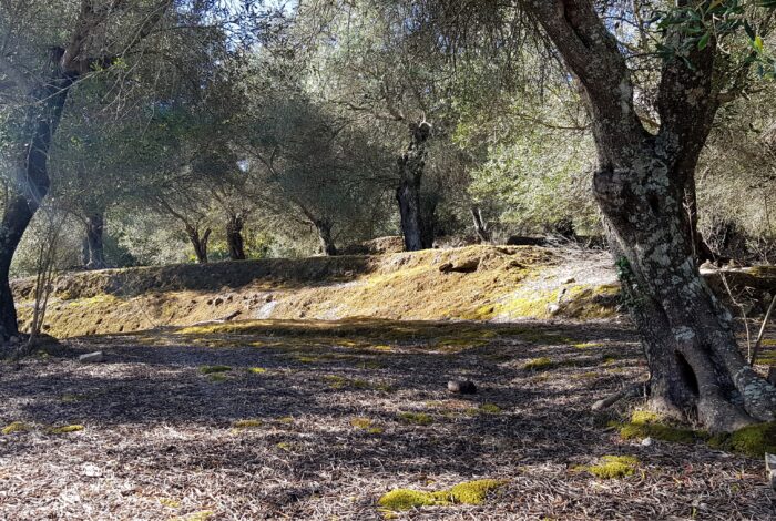 Scenic olive grove offering natural privacy on hillside land in Corfu