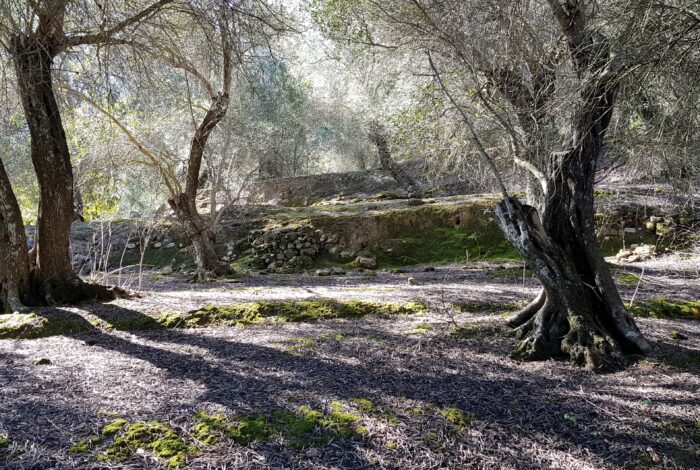 Olive trees casting shadows on natural terrain in southern Corfu