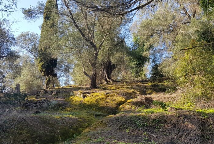 Traditional Corfu olive trees on peaceful rural land with sea view