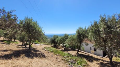 Terraced land with sea views near Skripero, Corfu