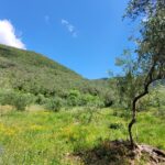 13. Quiet plot with potential for two-storey home in Doukades