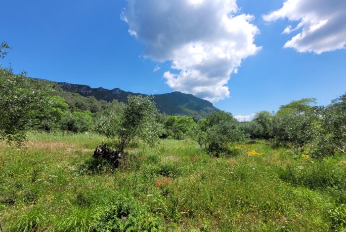 10. Peaceful land for residential development in Doukades