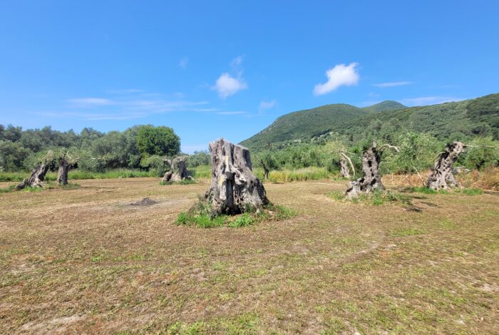 Development-ready flat plot close to Prasoudi beach in South Corfu