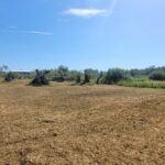 Spacious Corfu land parcel ideal for residential or tourist villa development