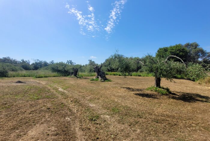 Flat 4,448 sq.m. plot for sale with road access in Agios Matthaios, South Corfu
