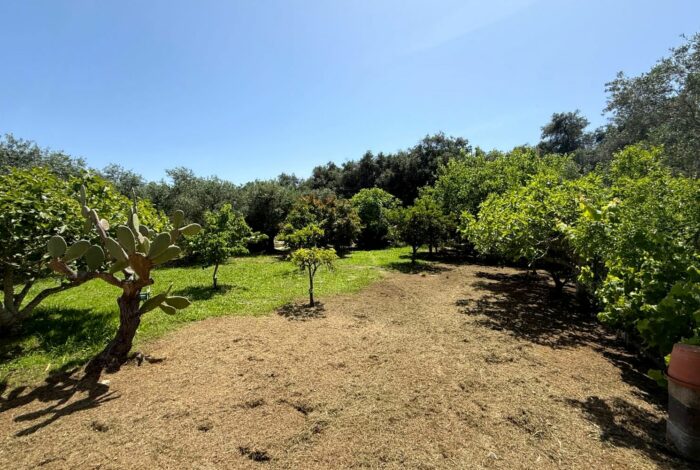 Lush garden with mature trees and plenty of space in Linia detached house