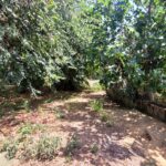 Buildable land in quiet area of Acharavi, Corfu