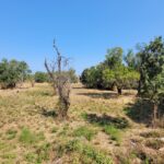 Flat plot for sale in Almyros Corfu with building rights