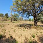 Easily buildable plot with road access in Corfu