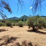 Quiet plot surrounded by olive trees and rural landscape