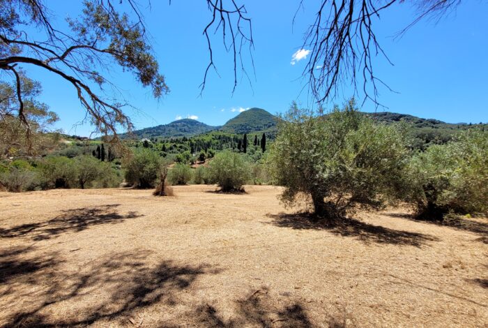Quiet plot surrounded by olive trees and rural landscape