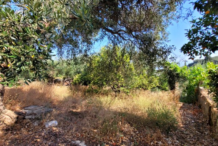 Sloped terrain with mature olive trees in Corfu countryside
