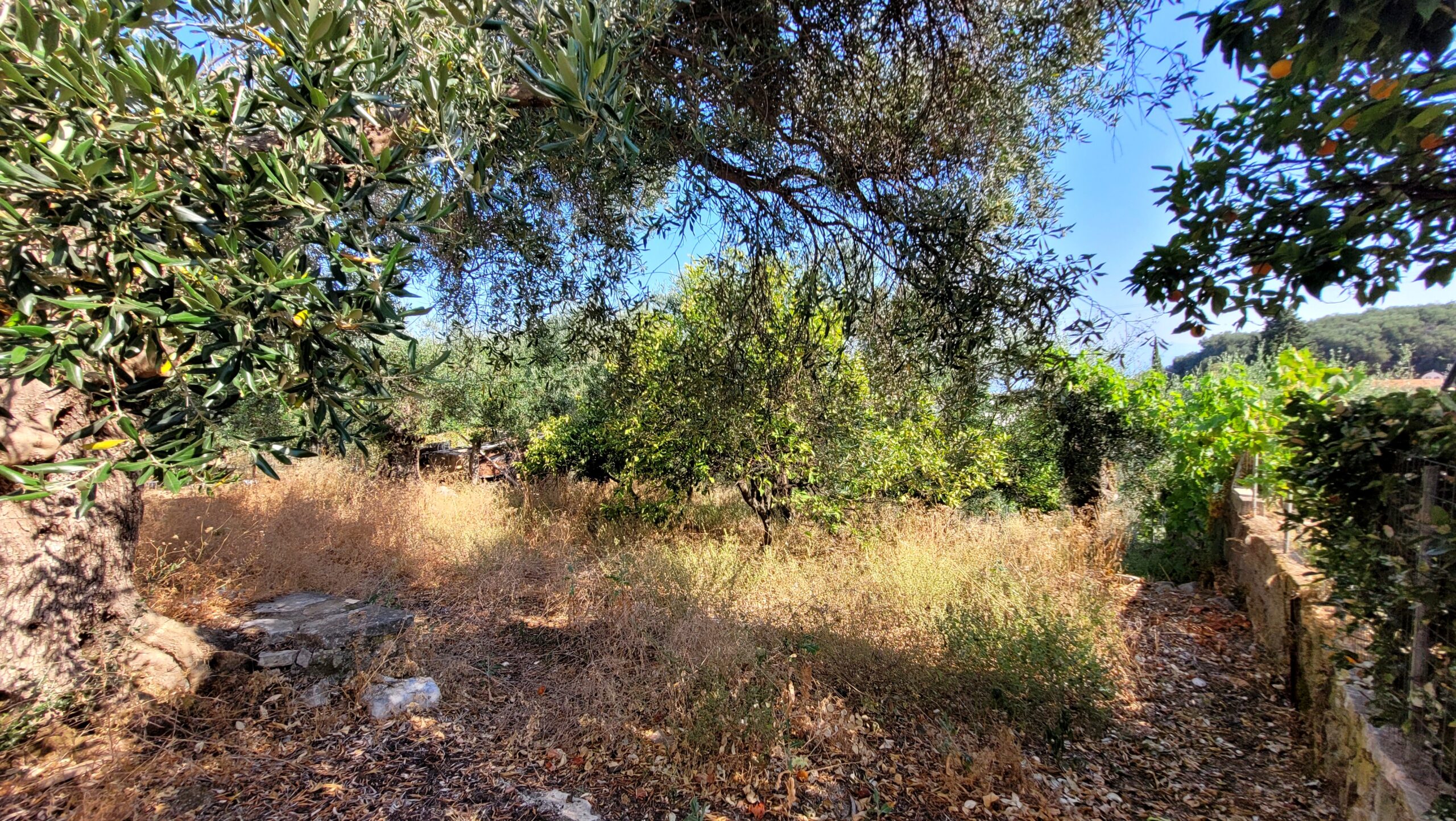 Sloped terrain with mature olive trees in Corfu countryside