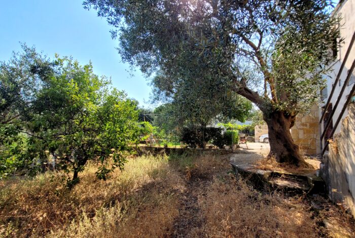 Olive trees and natural greenery surrounding the property
