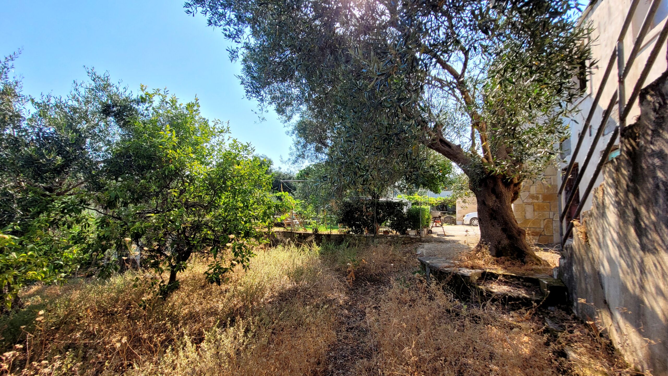 Olive trees and natural greenery surrounding the property