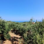 Unobstructed views of the Ionian Sea from upper terrace