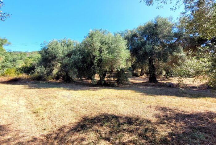 Flat olive grove plot surrounding house for sale in South Corfu