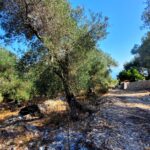 Property in Paxos with potential for expansion and renovation
