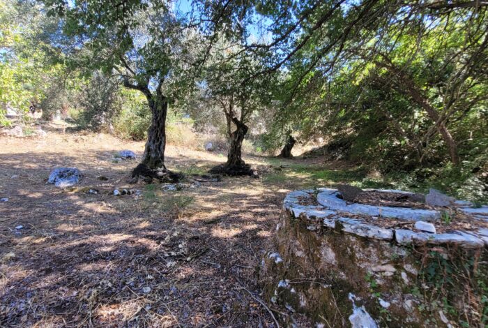 Flat terrain plot with olive trees, well and old stone house in Loutses Corfu