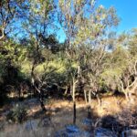 Quiet land in North Corfu close to Old Perithia and traditional villages