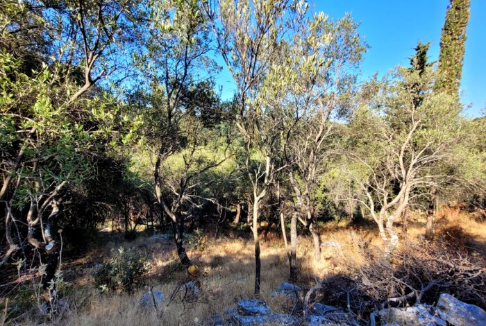 Quiet land in North Corfu close to Old Perithia and traditional villages