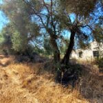 Flat plot in Sidari Corfu with easy access and utilities nearby