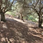 Buildable plot 2261 sqm in Chlomos Corfu with preapproved license