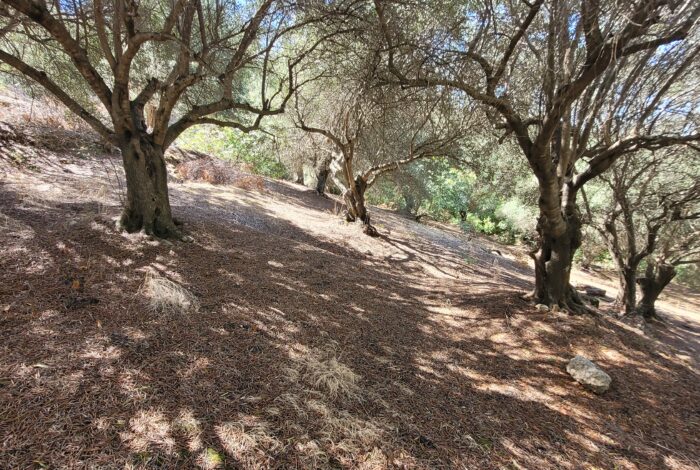 Buildable plot 2261 sqm in Chlomos Corfu with preapproved license