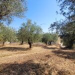Countryside land for sale in Giannades central Corfu Greece