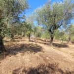 Peaceful countryside property in Giannades Corfu for sale