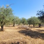 Flat plot in Giannades, Corfu with easy road access and utilities nearby