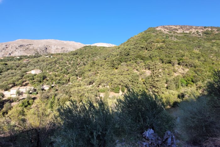 Mountain slope property in Corfu ideal for villa construction