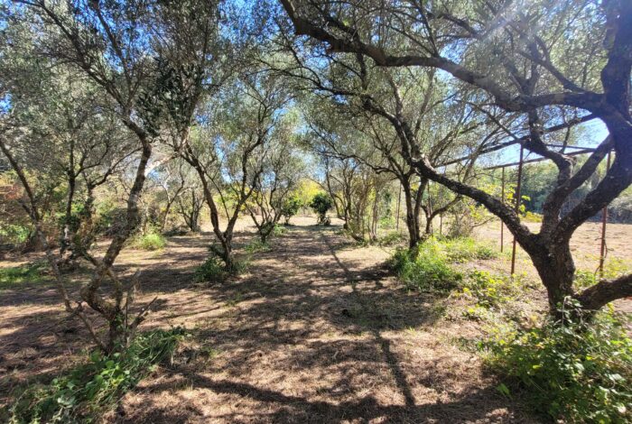 Quiet countryside setting near Corfu Town