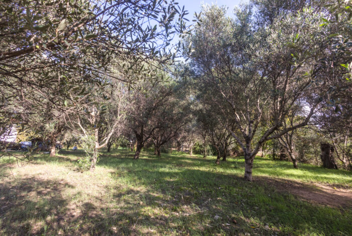 Buildable beach property in Ilia with potential for residential or commercial use