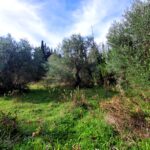Inclined plot in Kastellani Mesis with unobstructed rural views