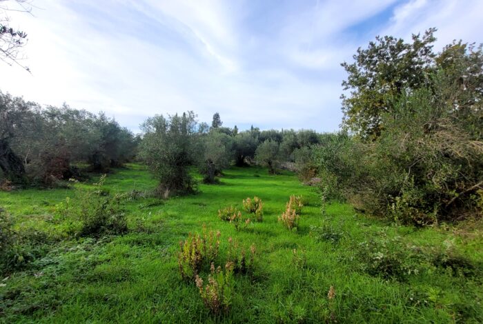 Land for sale in Central Corfu with building capacity up to 400sqm and lush green surroundings