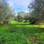 Corfu plot with easy access and nearby utilities in Kastellani Mesis village