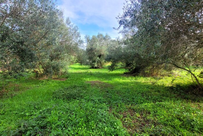 Corfu plot with easy access and nearby utilities in Kastellani Mesis village
