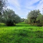 Countryside view plot in Central Corfu ideal for two-storey home construction