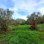Quiet and private land for sale near Agios Gordios beach in Central Corfu